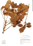 Image of Sloanea obtusifolia