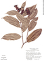 Cavendishia confertiflora image