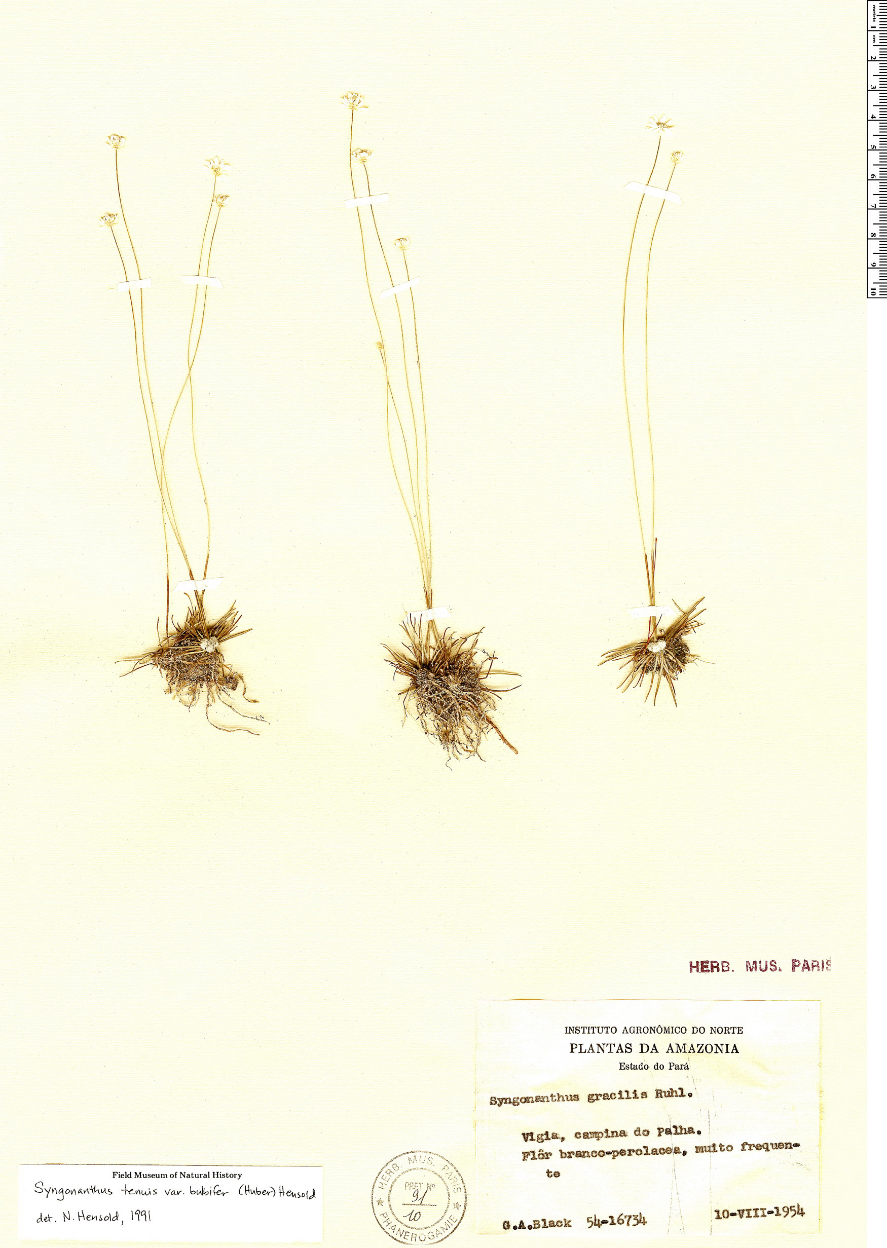 Syngonanthus tenuis | Rapid Reference | The Field Museum