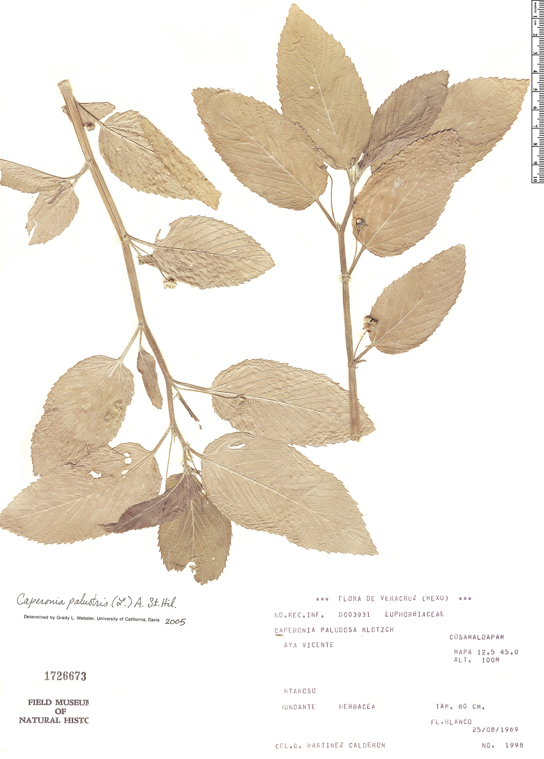 Caperonia palustris | Rapid Reference | The Field Museum