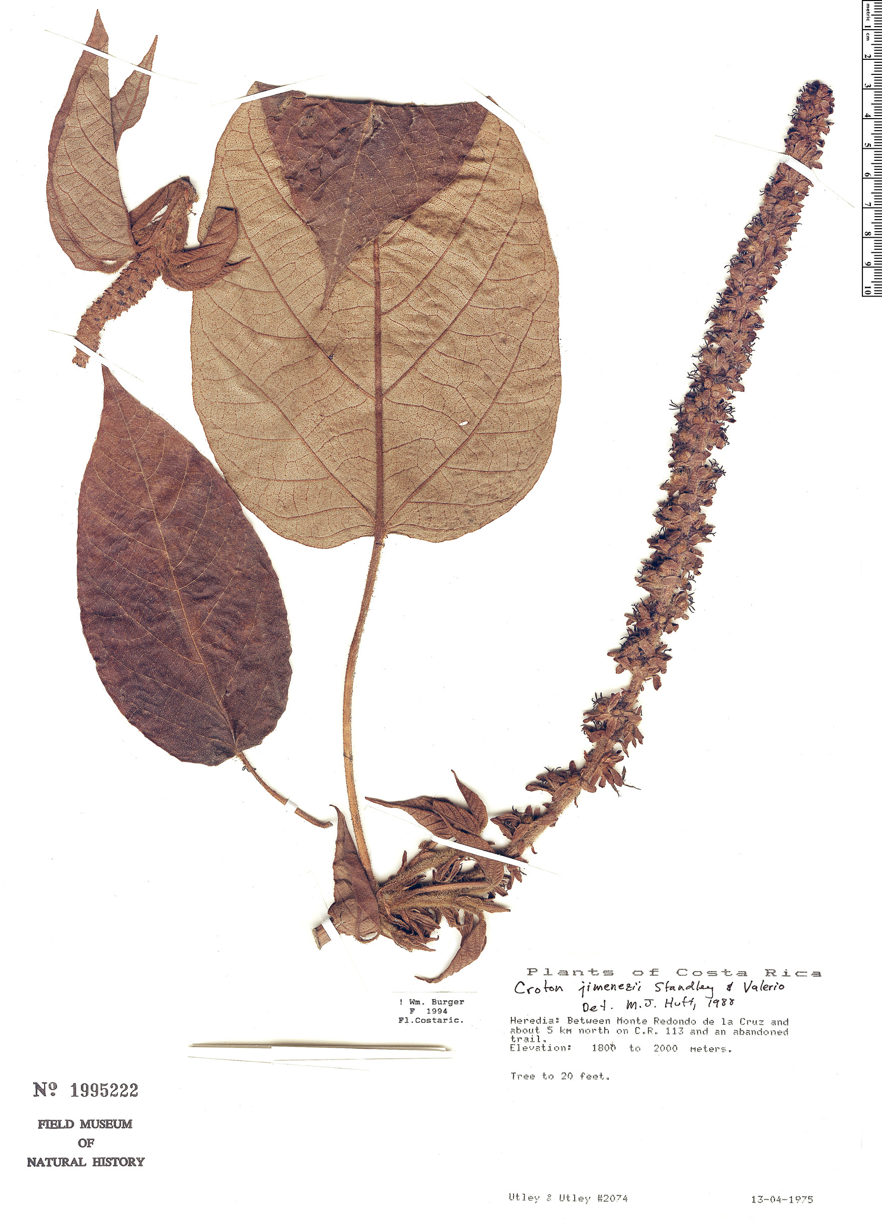Croton jimenezii image
