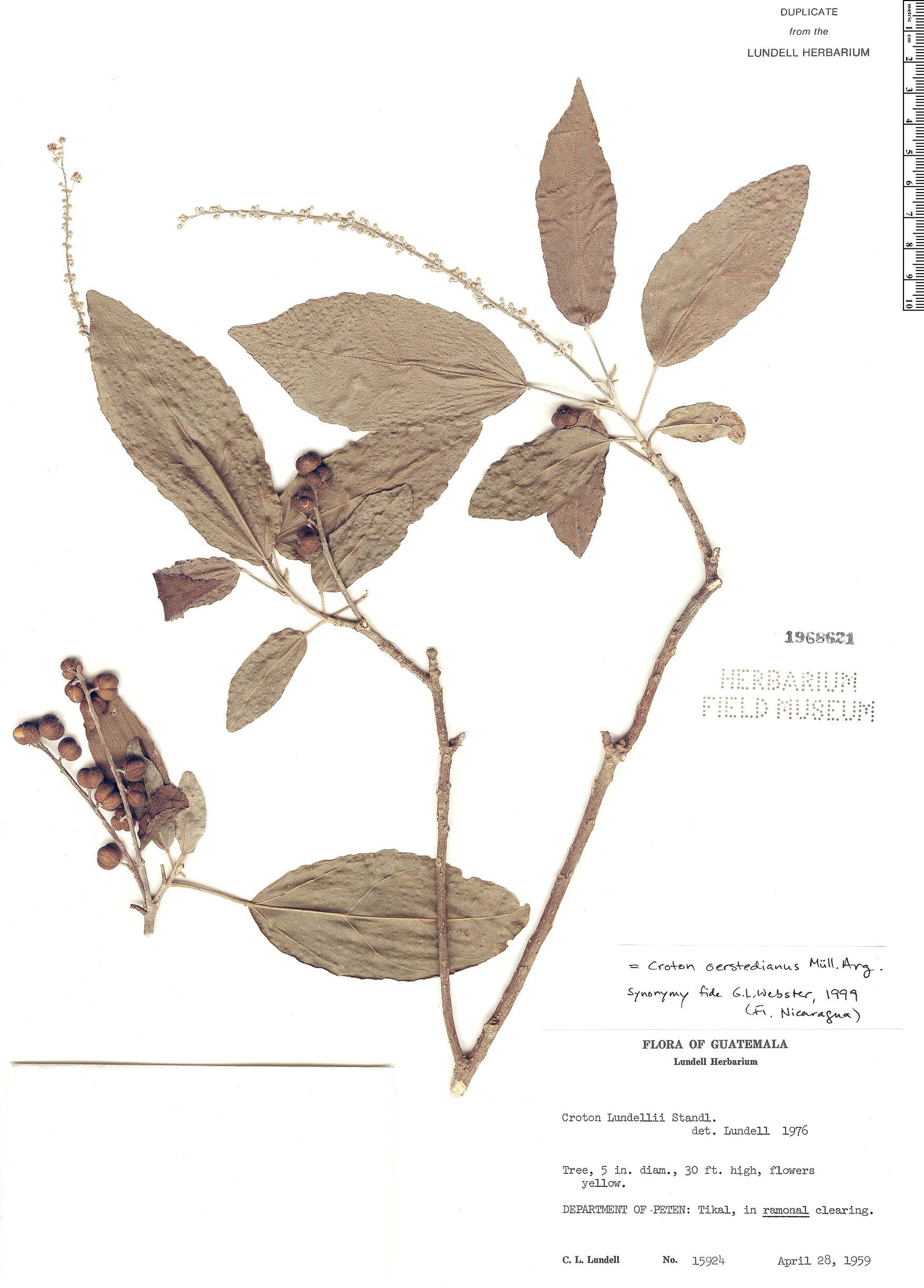 Croton oerstedianus image