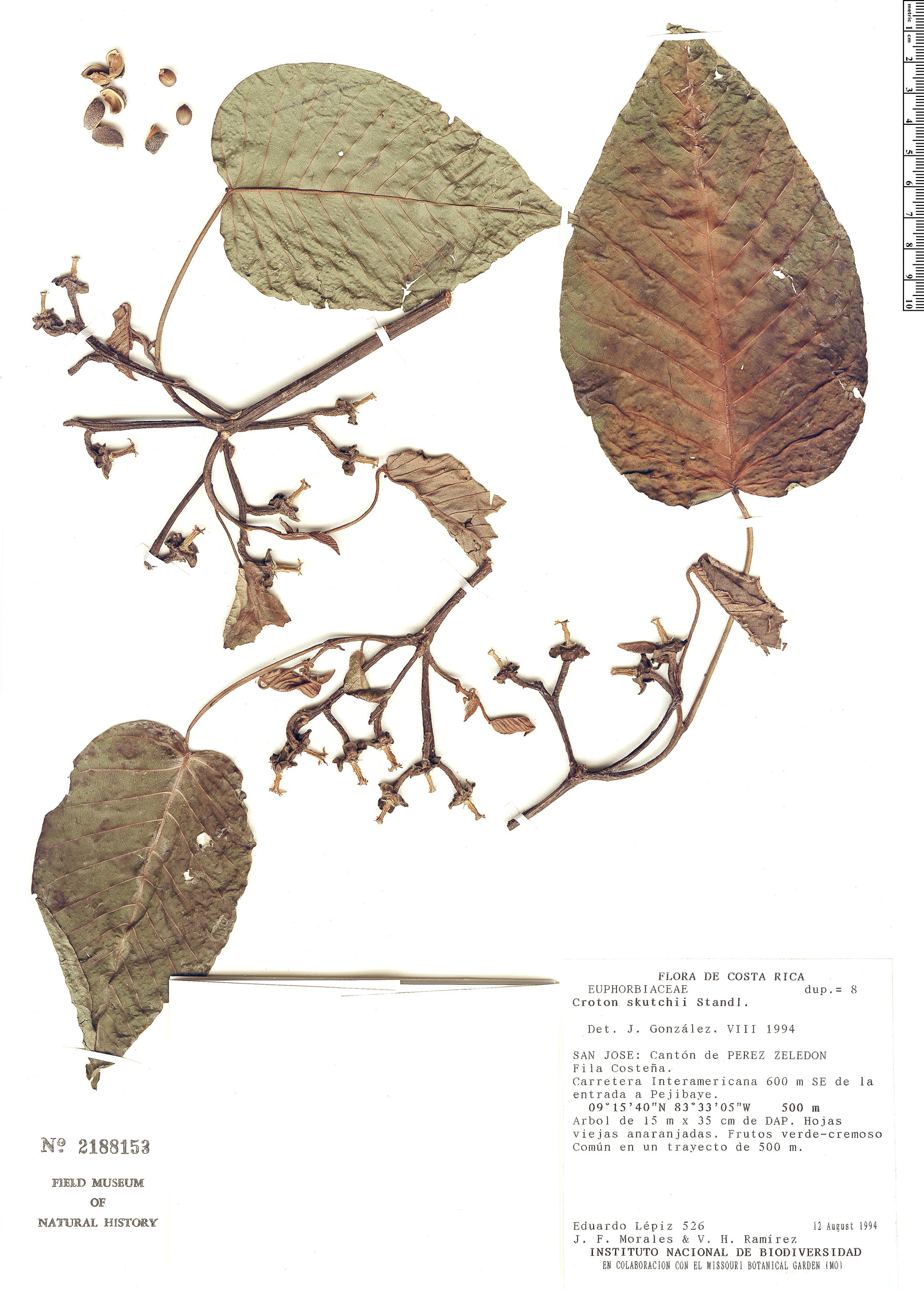 Croton skutchii image