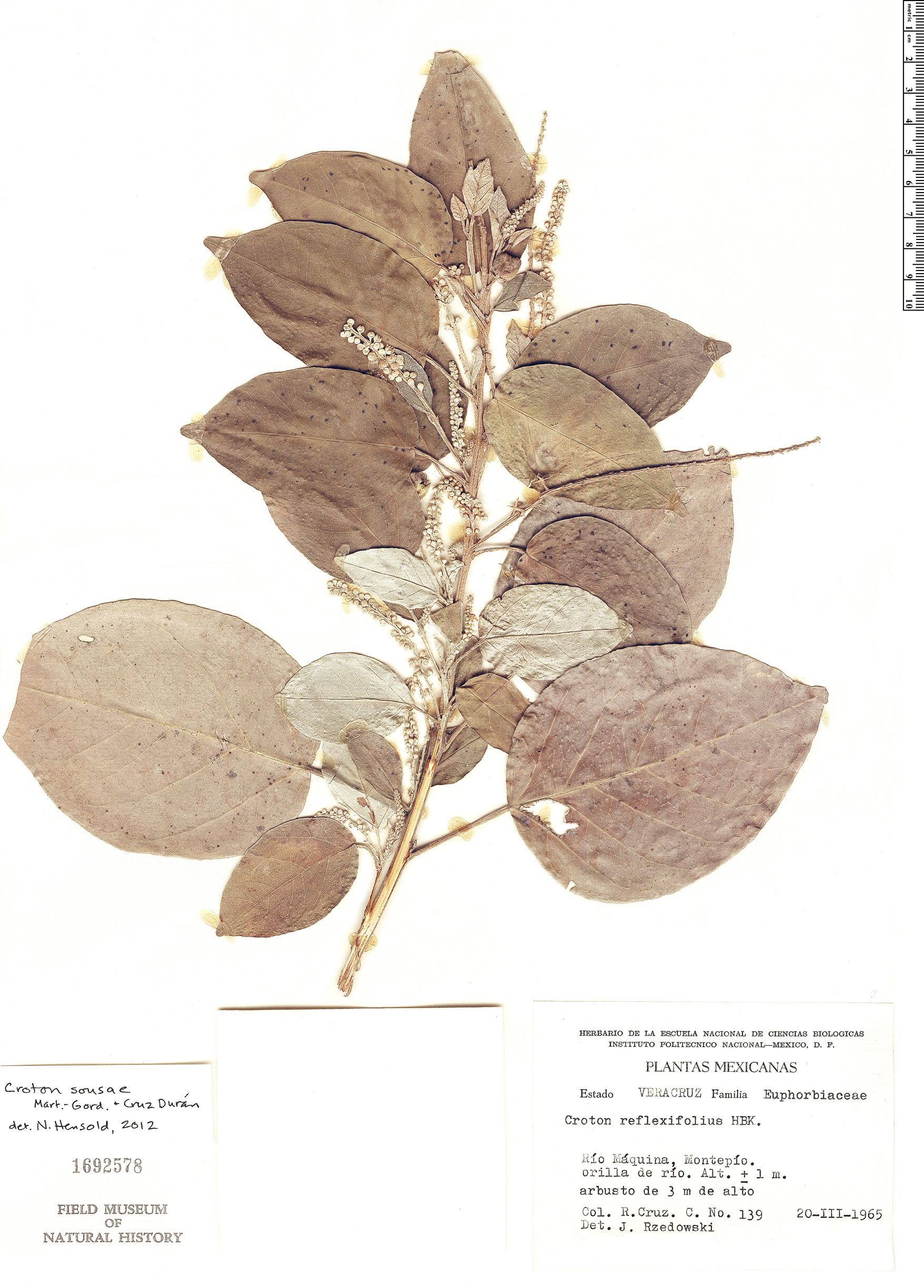 Croton sousae image