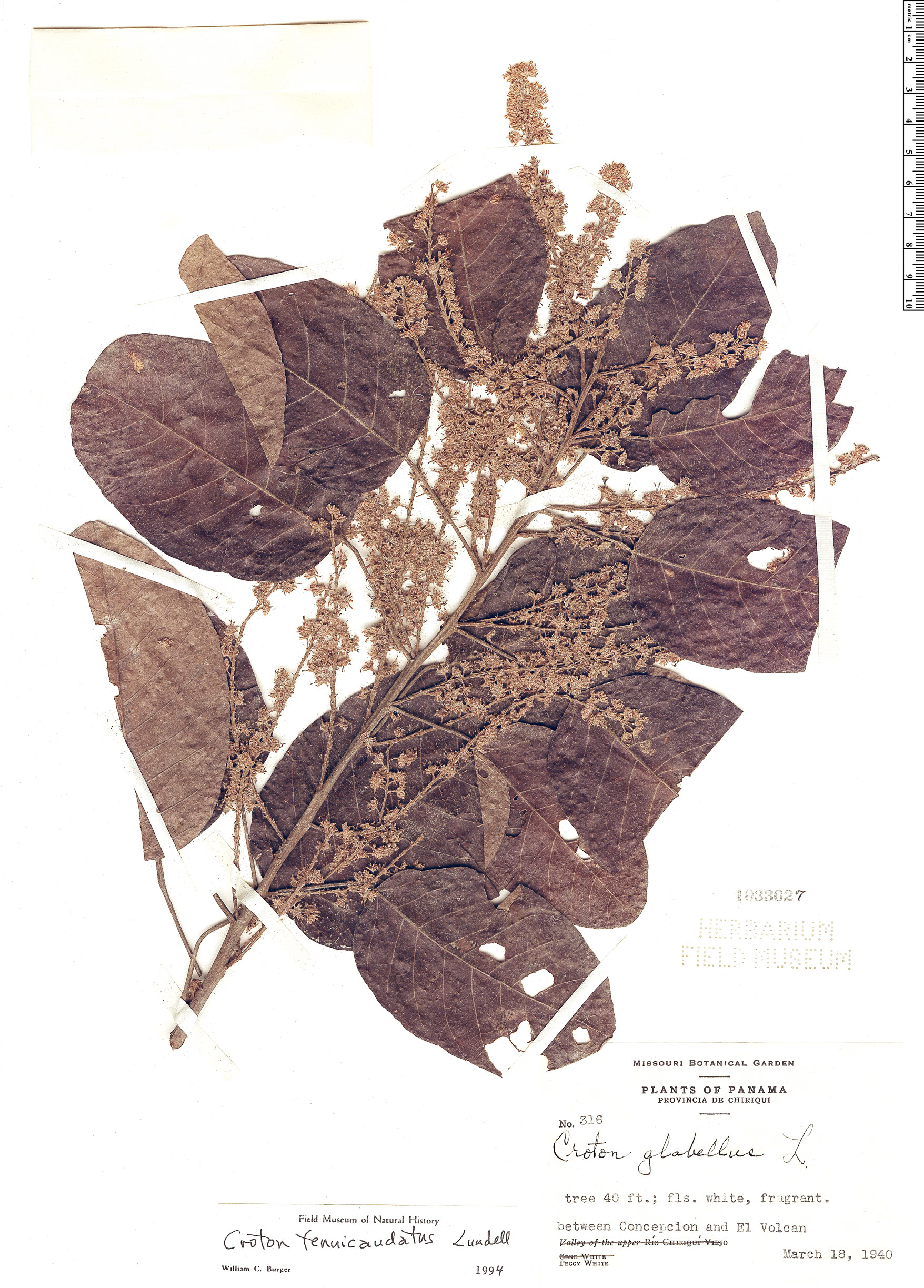 Croton tenuicaudatus image