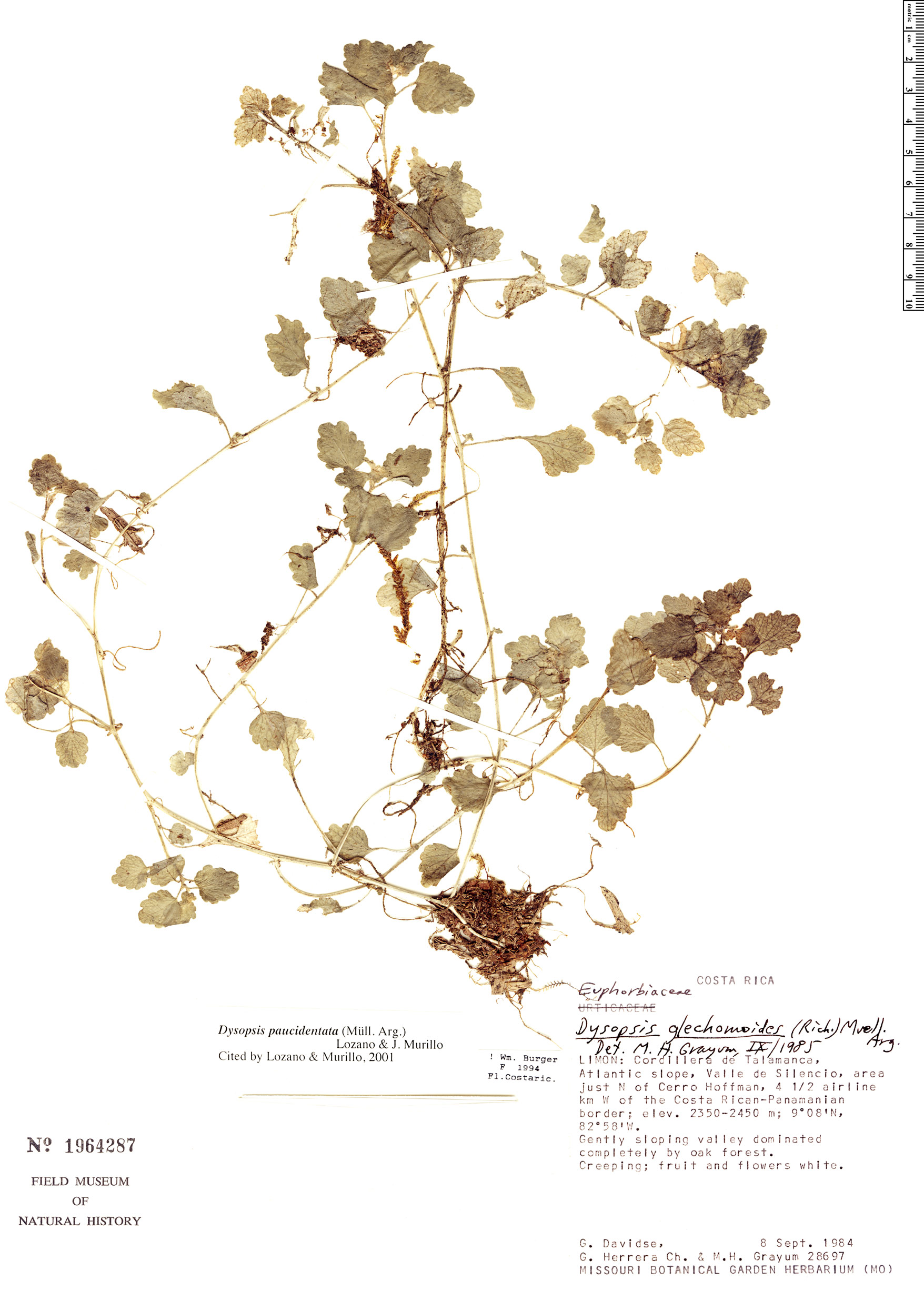 Dysopsis paucidentata image