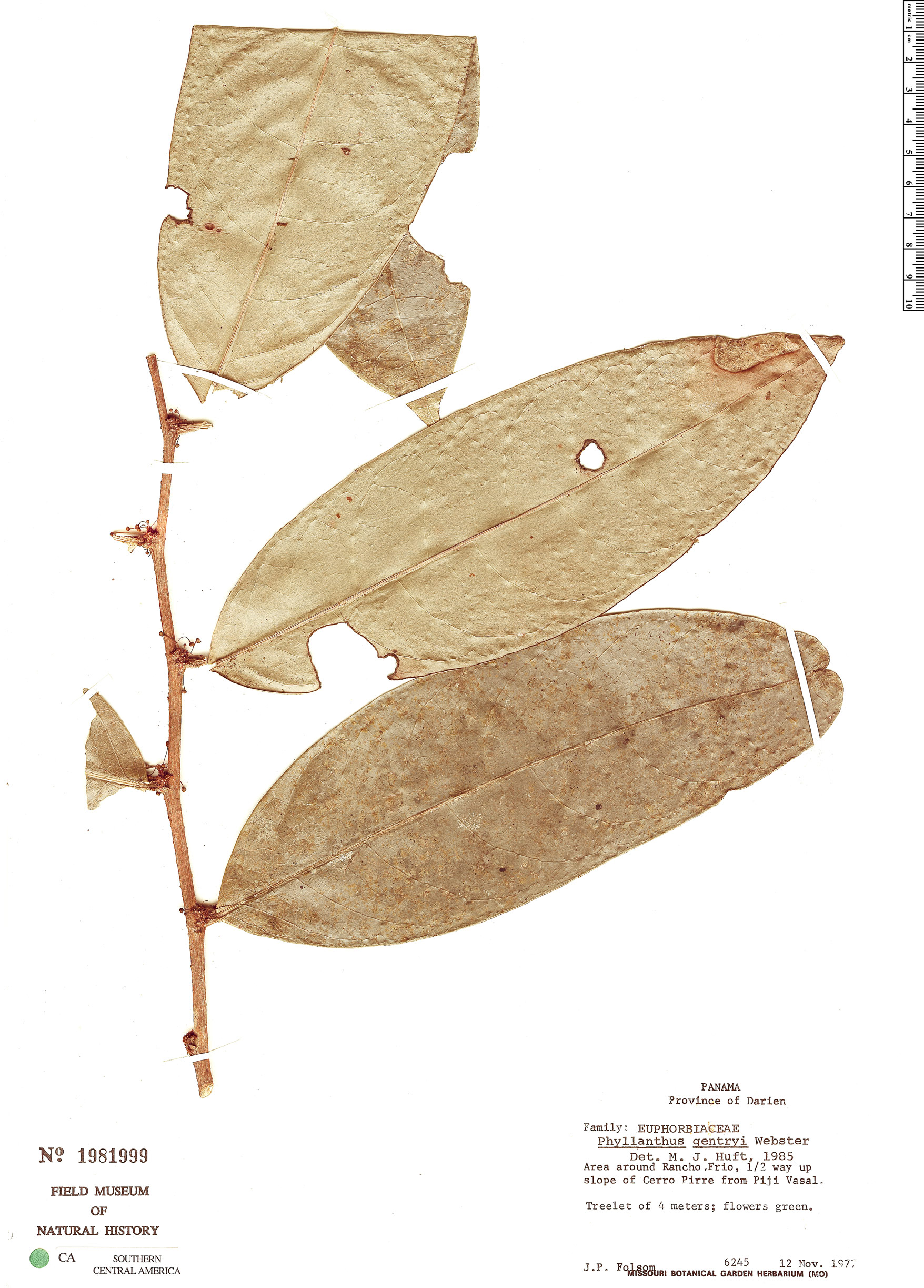 Phyllanthus gentryi image