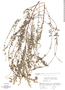 Image of Phyllanthus valerioi