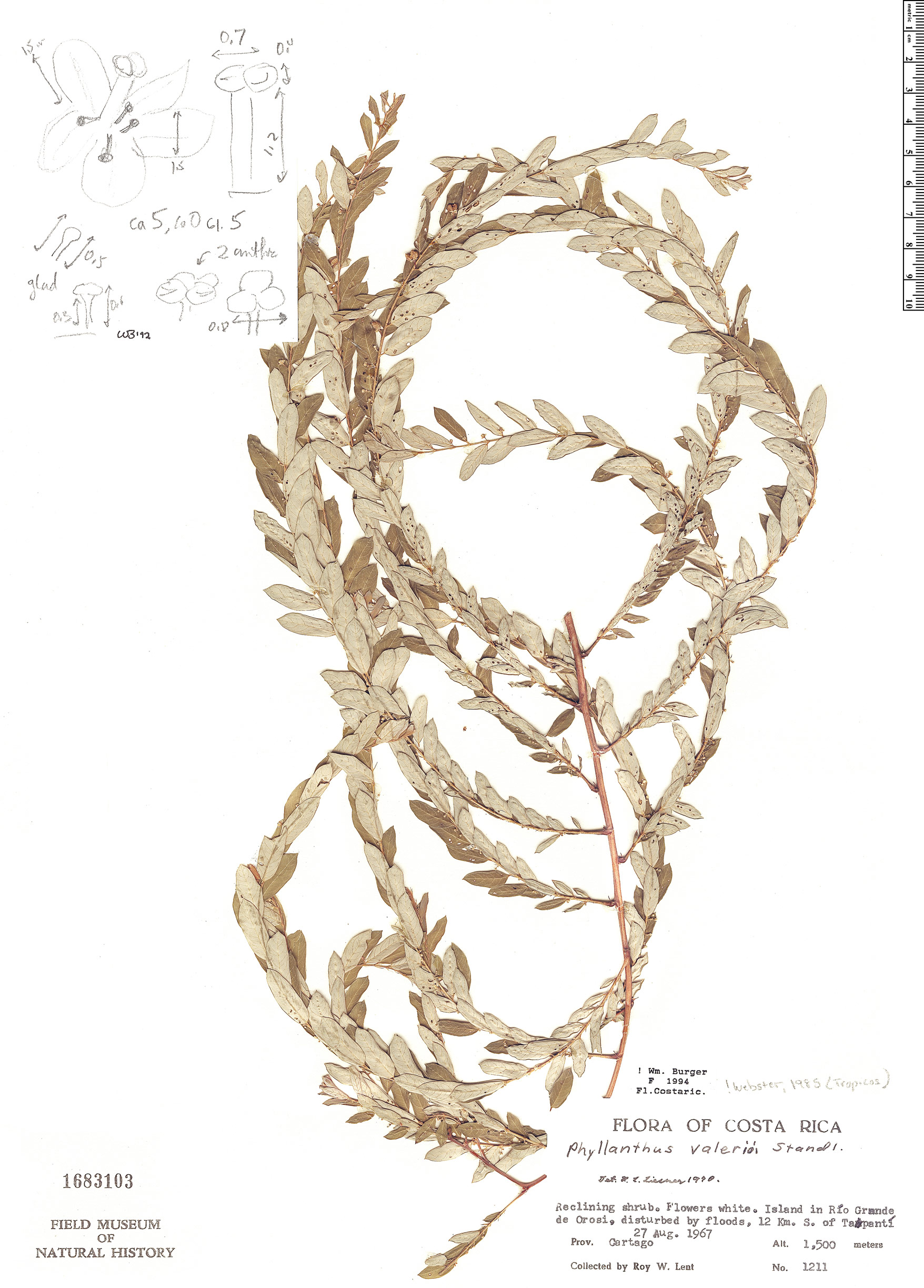 Phyllanthus valerioi image
