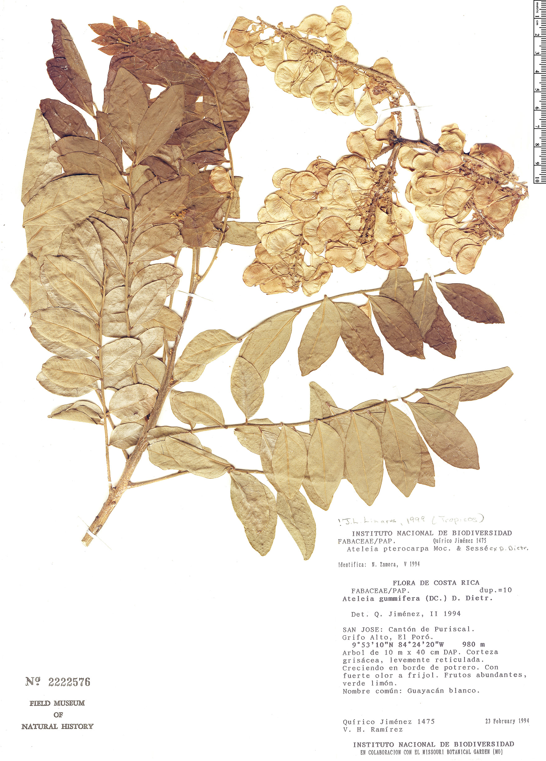Ateleia pterocarpa image