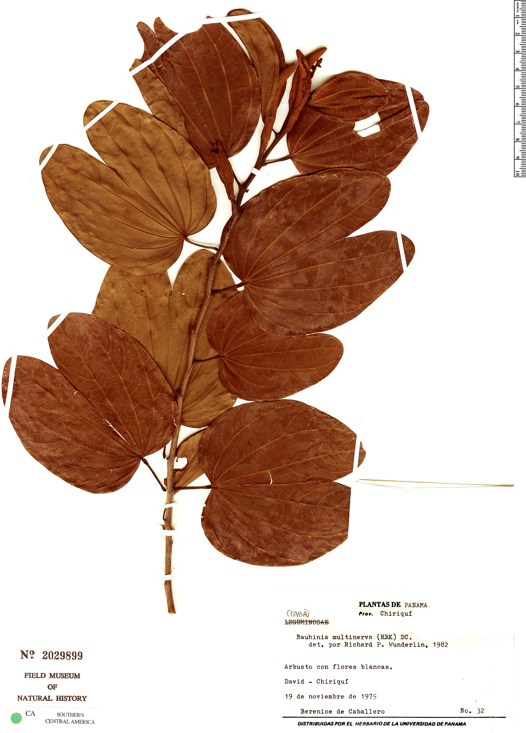 Bauhinia multinervia image
