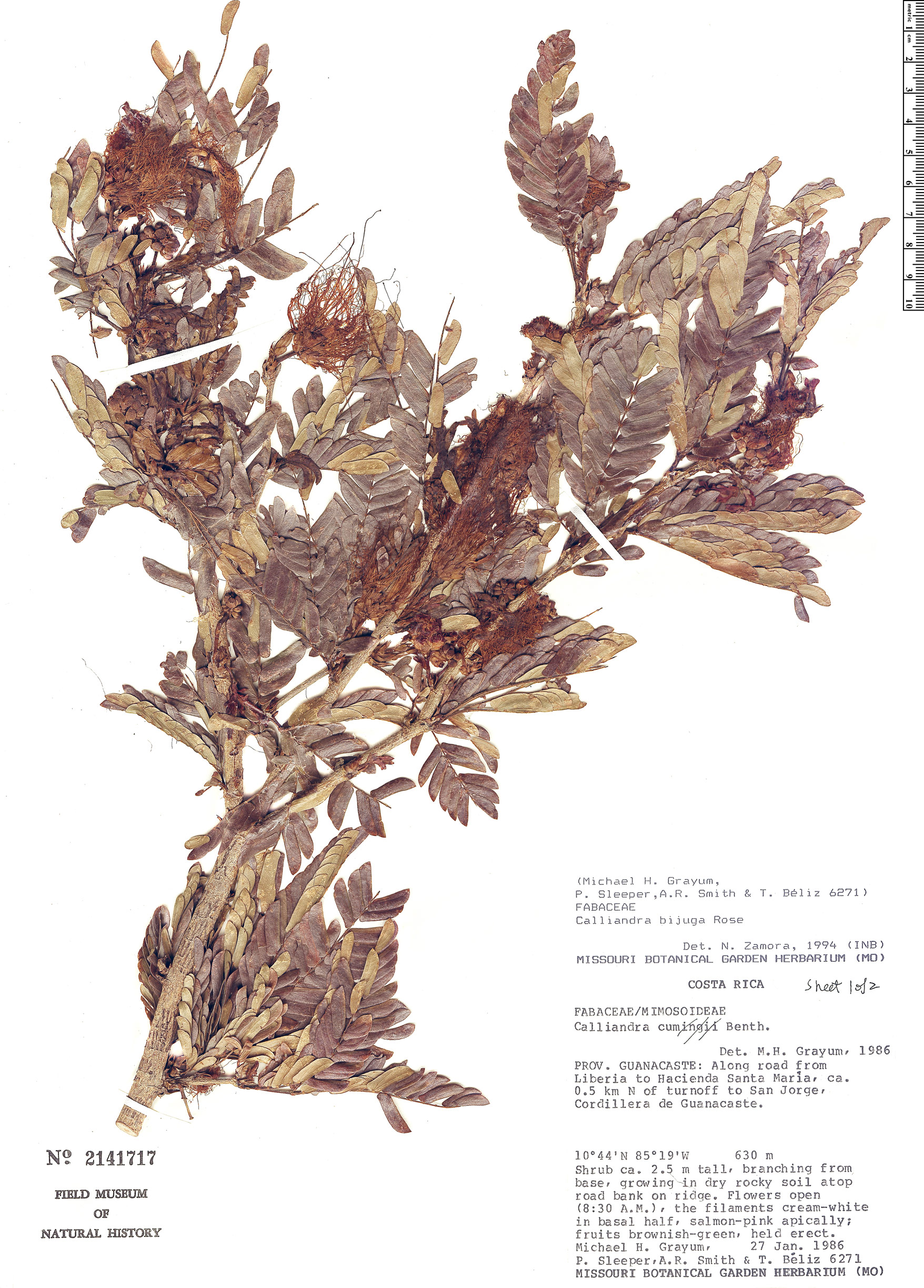 Calliandra bijuga image