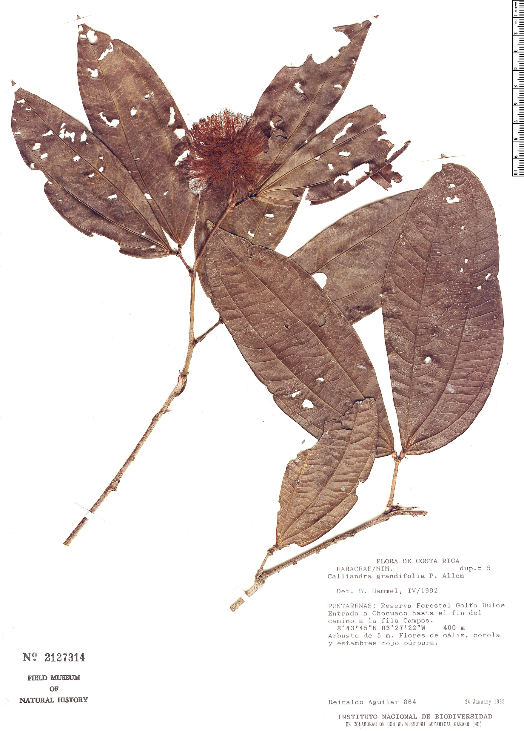 Calliandra grandifolia image