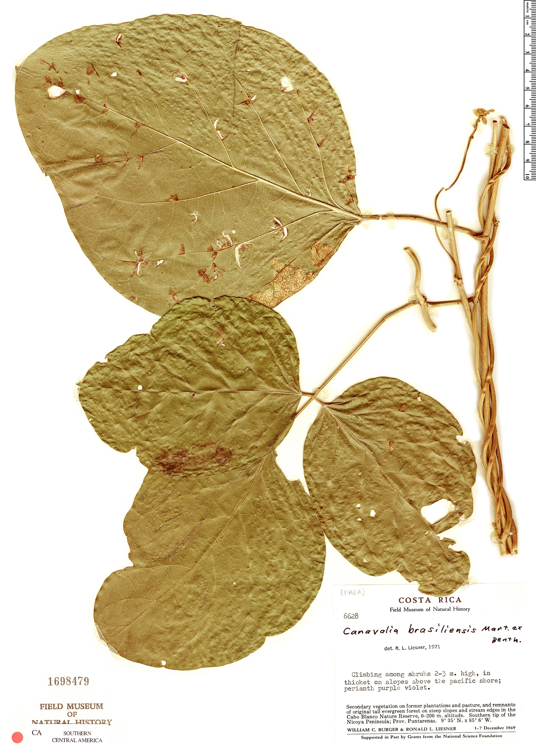 Canavalia plagiosperma image