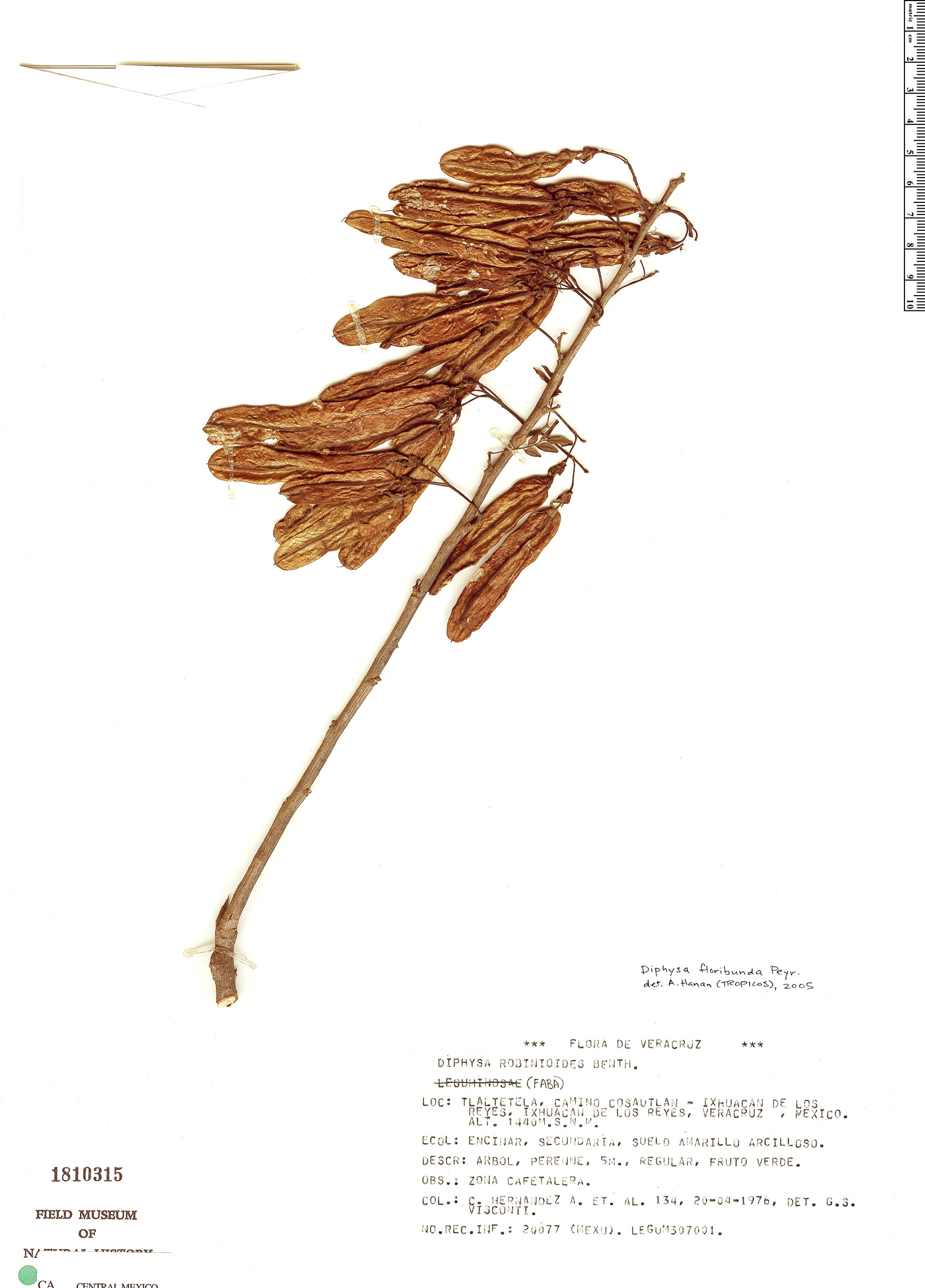 Diphysa floribunda image