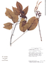 Image of Erythrina cochleata