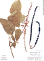 Erythrina lanceolata image