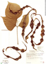 Erythrina tajumulcensis image