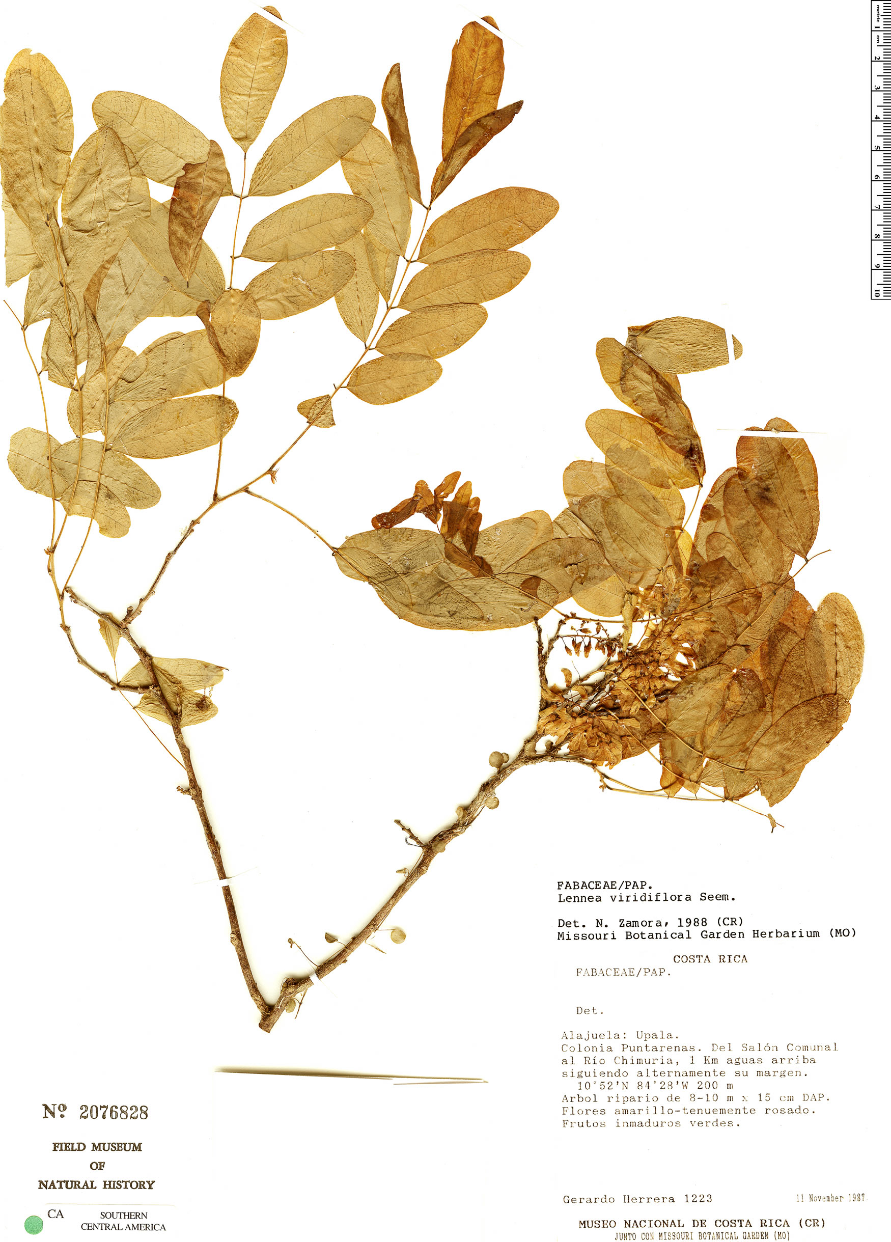Lennea viridiflora image