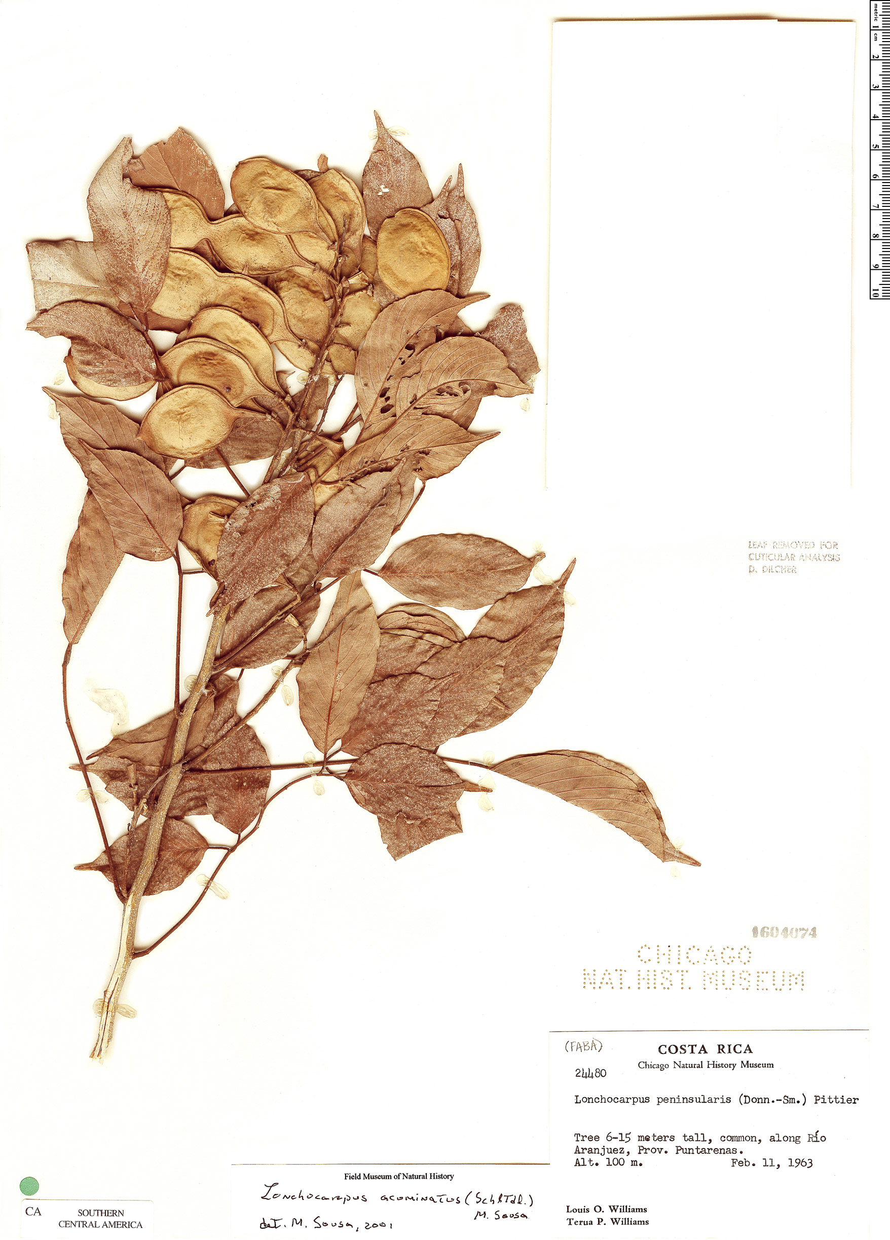 Lonchocarpus acuminatus image