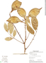 Lonchocarpus chiricanus image
