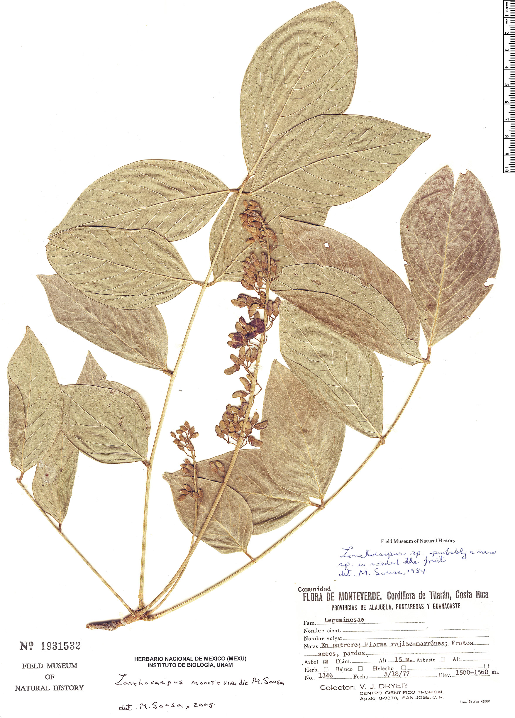 Lonchocarpus monteviridis image