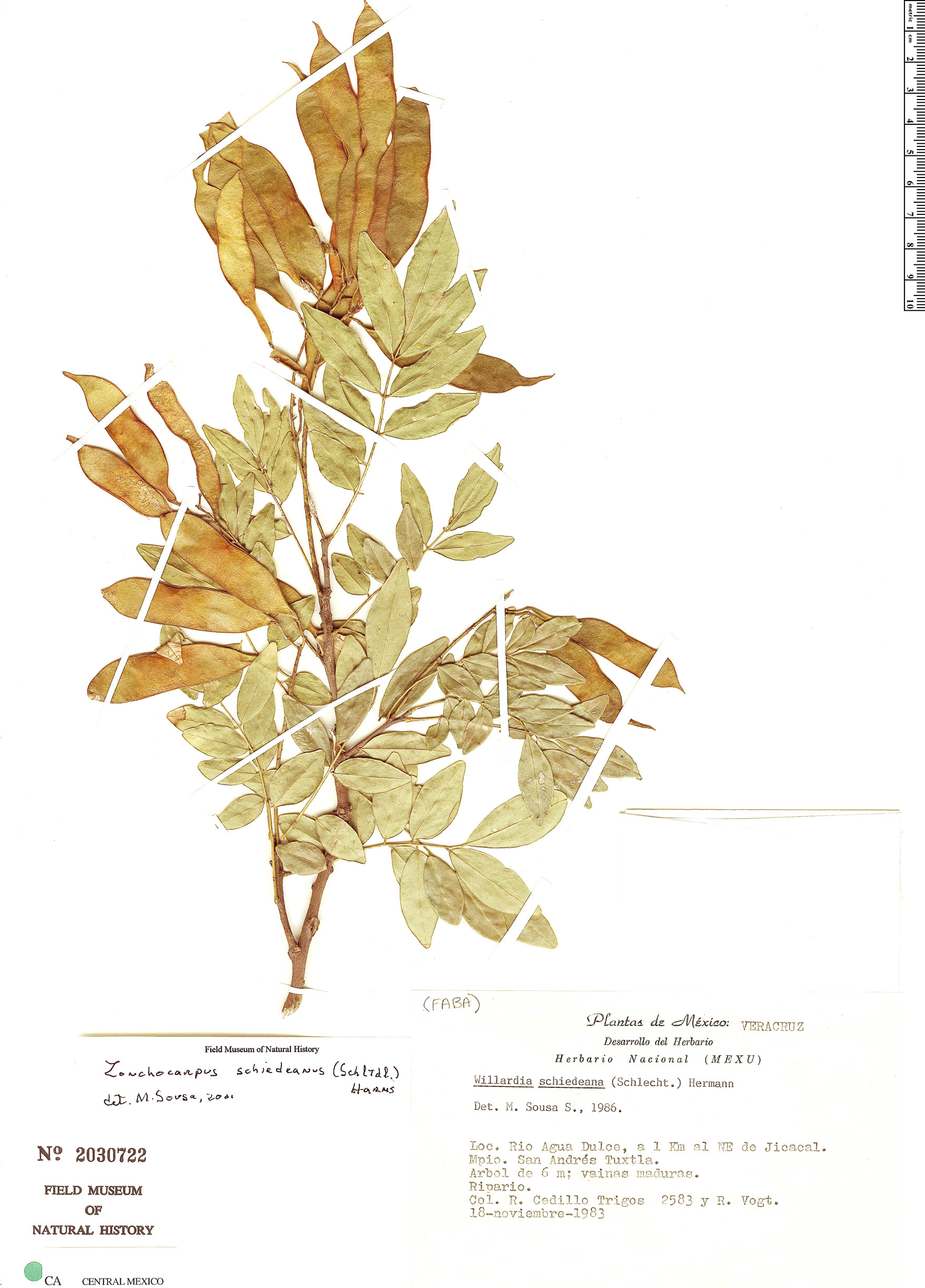 Lonchocarpus schiedeanus image