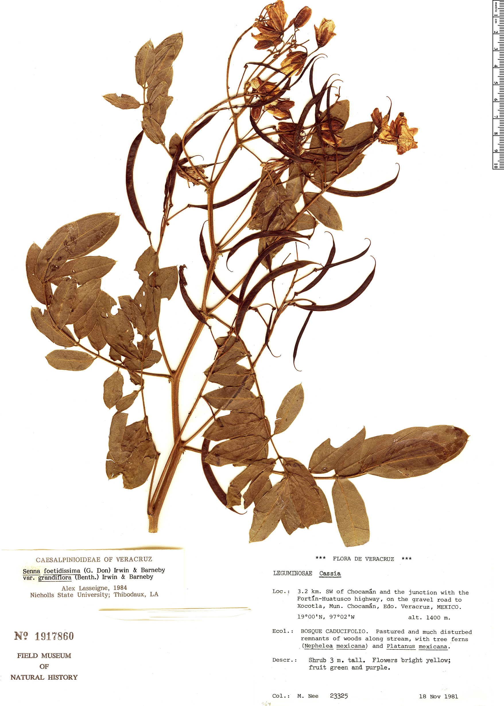 Senna foetidissima var. grandiflora image