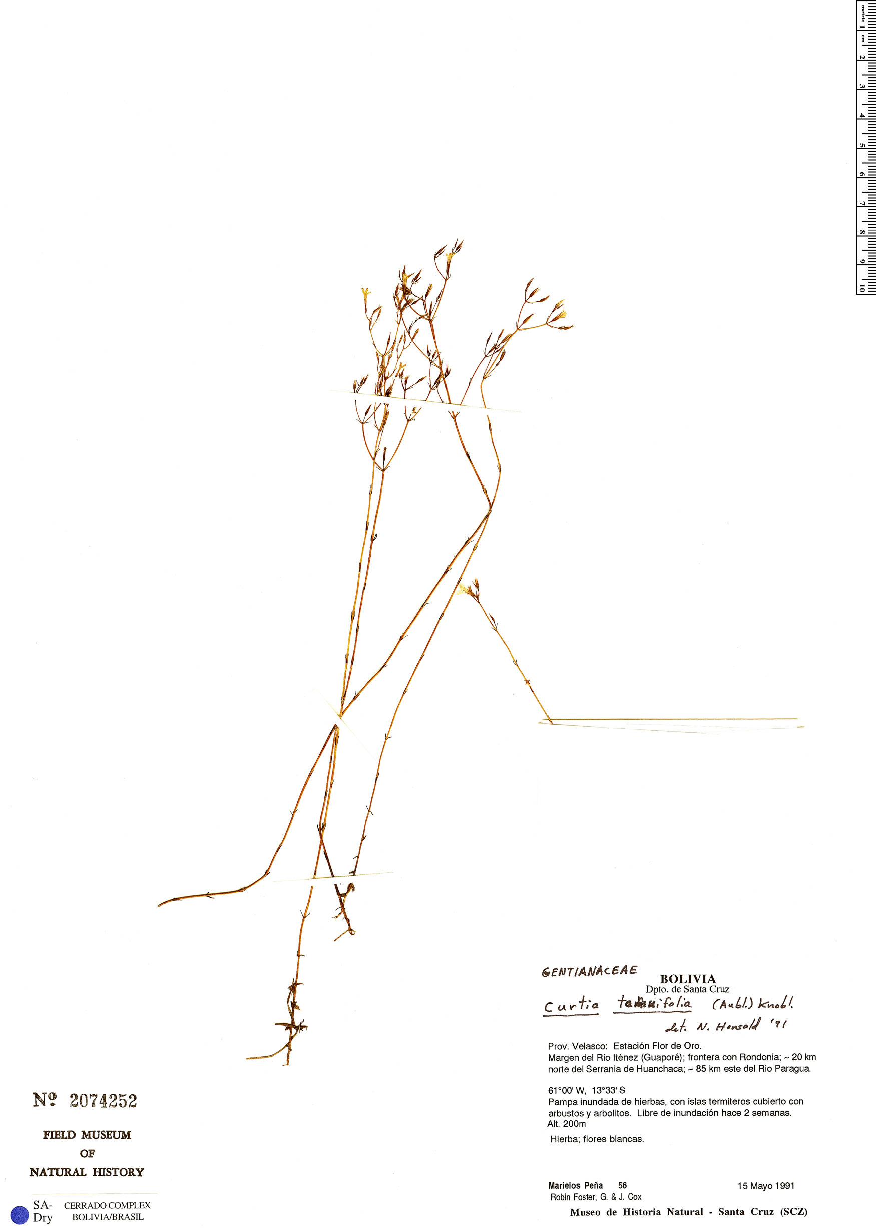 Curtia tenuifolia | Rapid Reference | The Field Museum