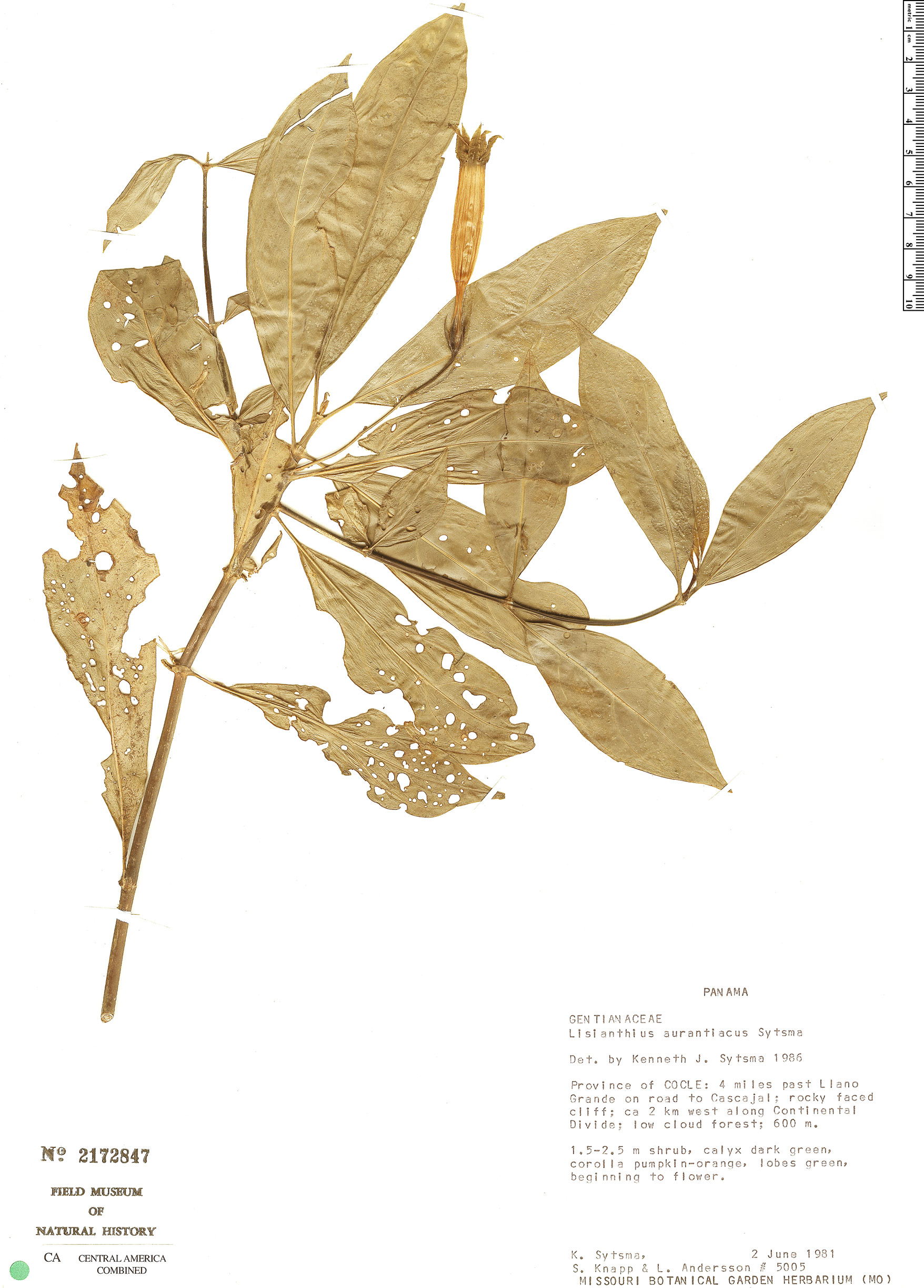 Lisianthius aurantiacus image