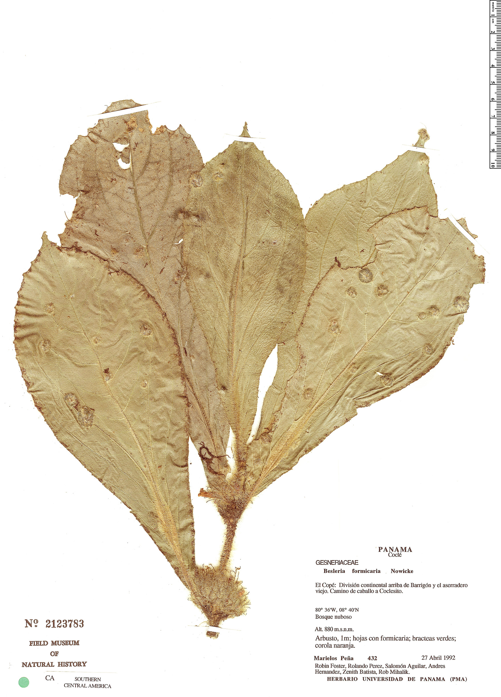 Besleria formicaria image