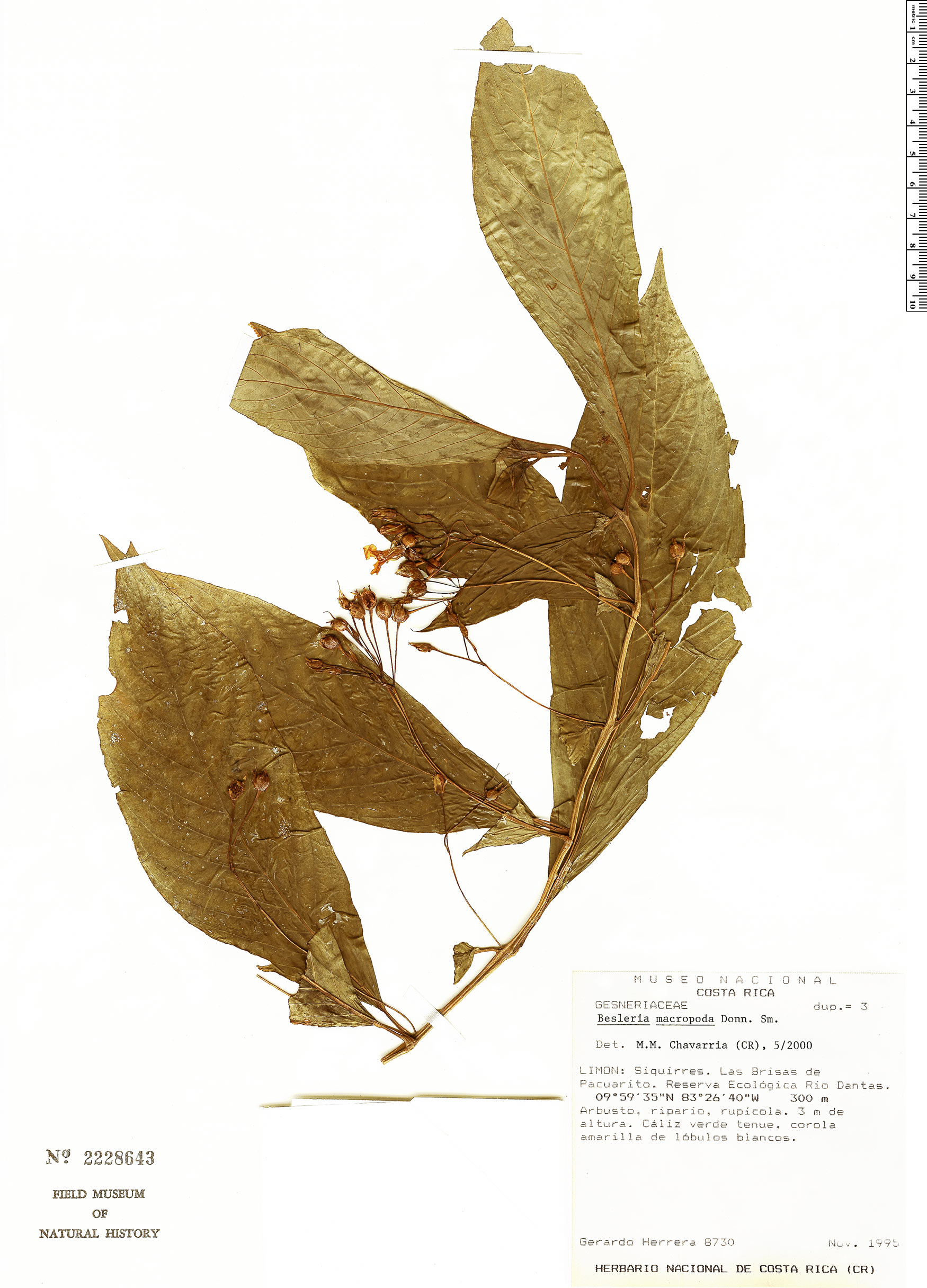 Besleria macropoda image