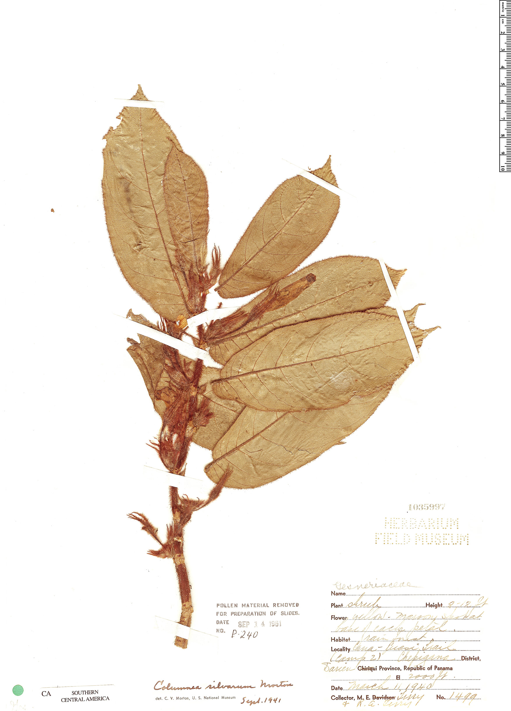 Columnea silvarum image