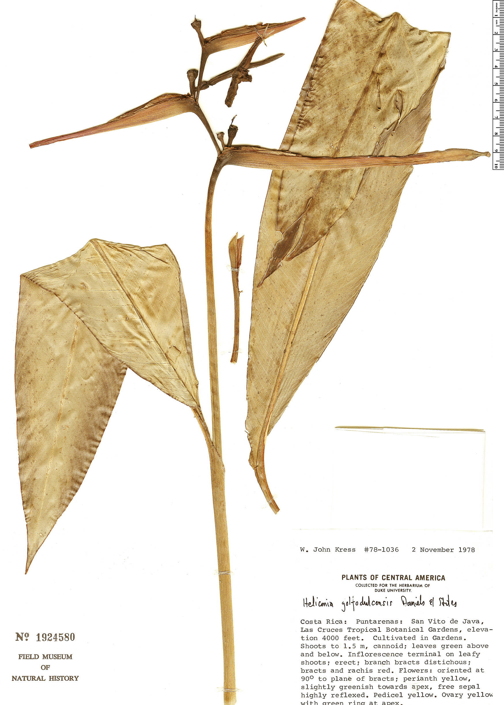 Heliconia mathiasiae image