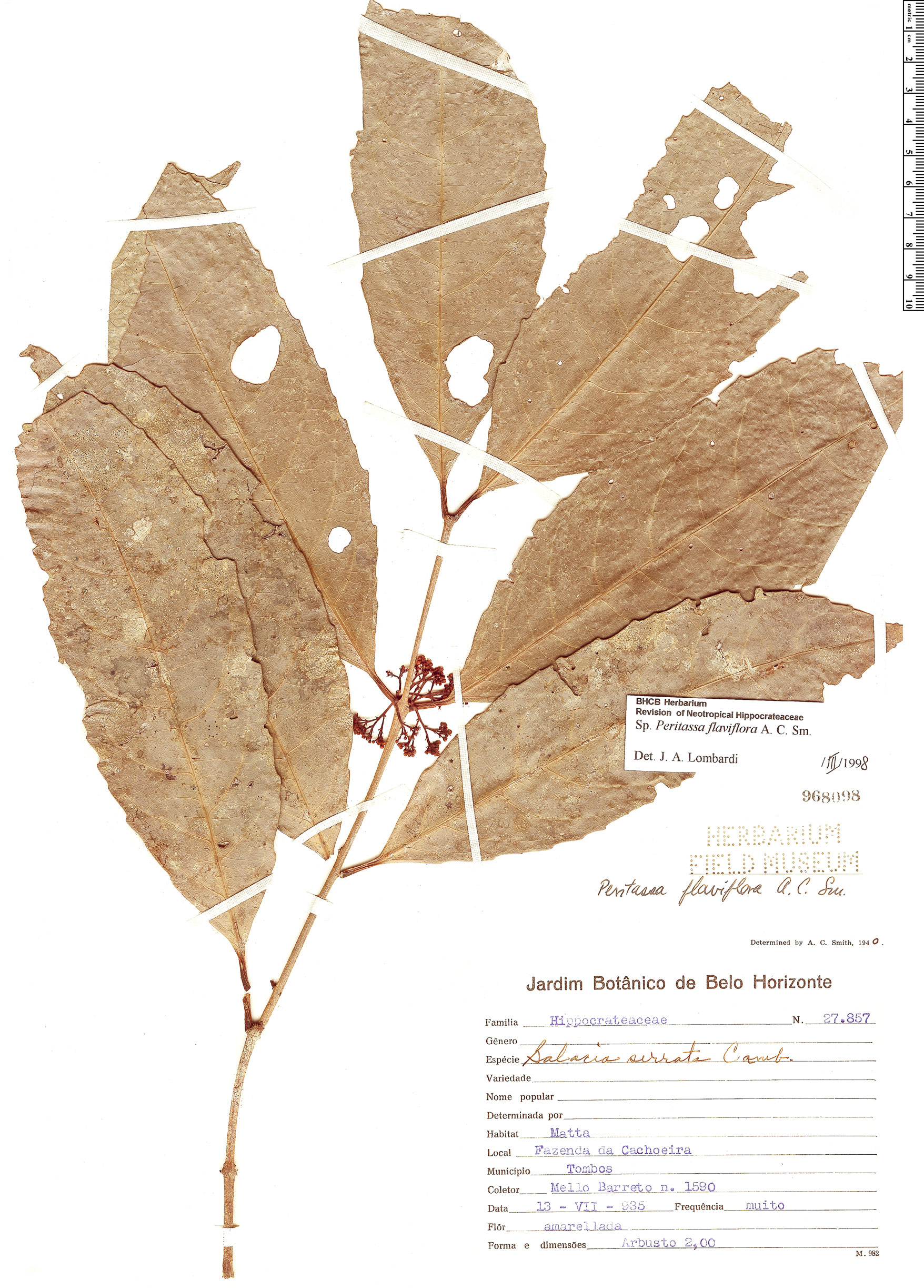 Peritassa flaviflora Rapid Reference The Field Museum