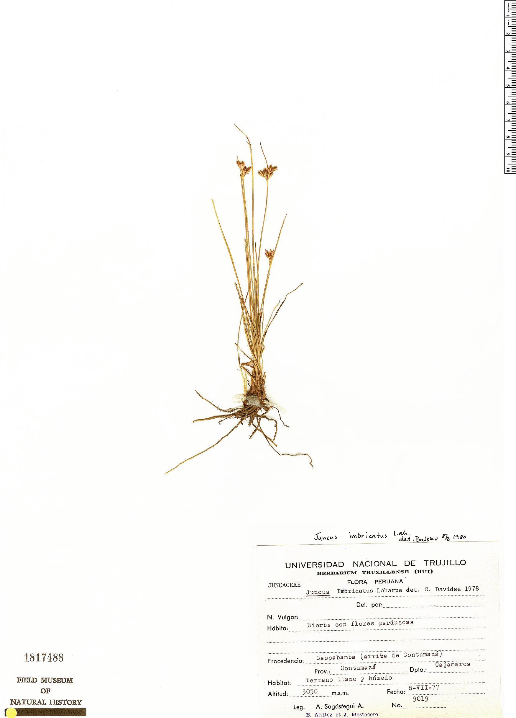 Juncus imbricatus Rapid Reference The Field Museum