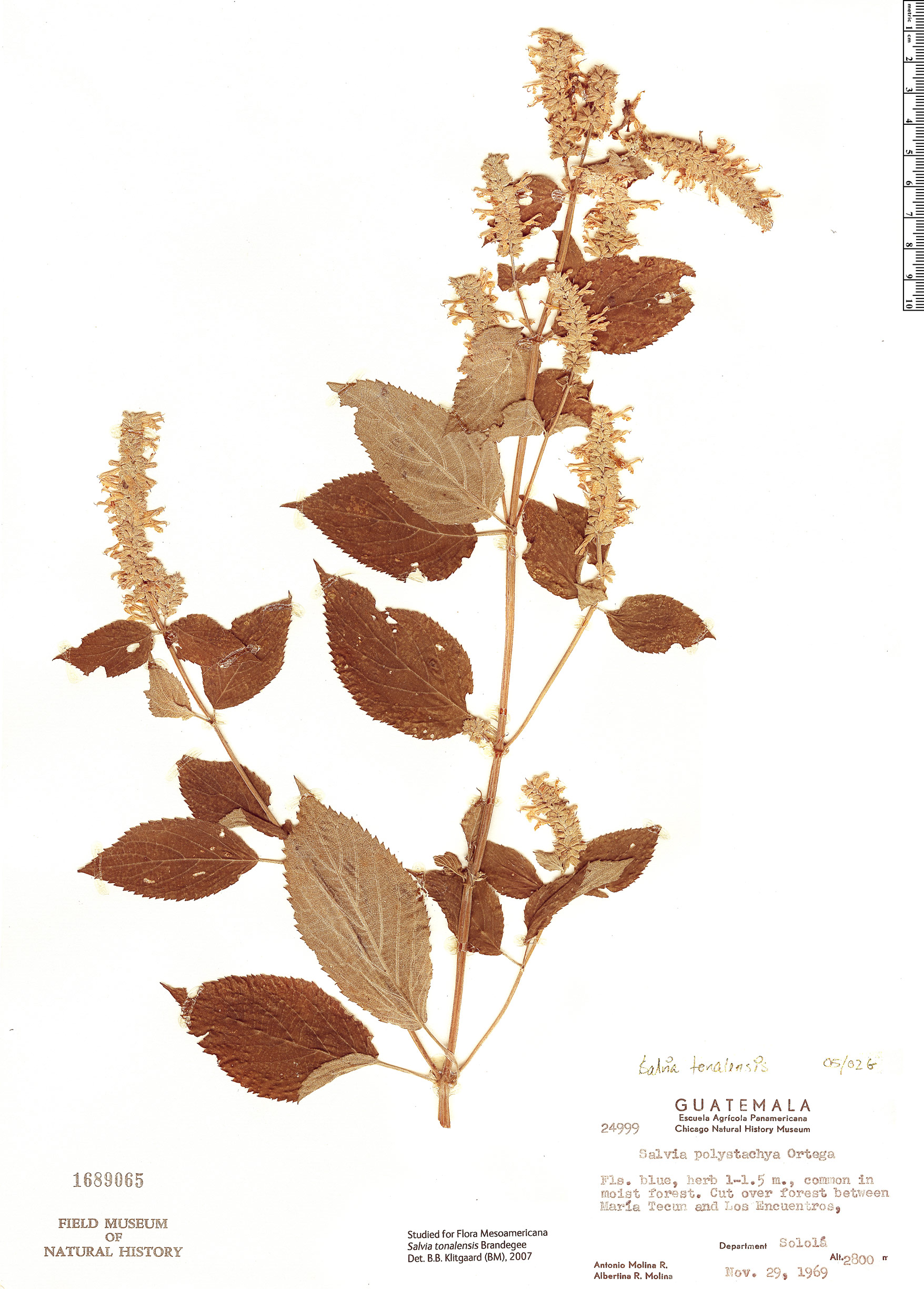 Salvia tonalensis image