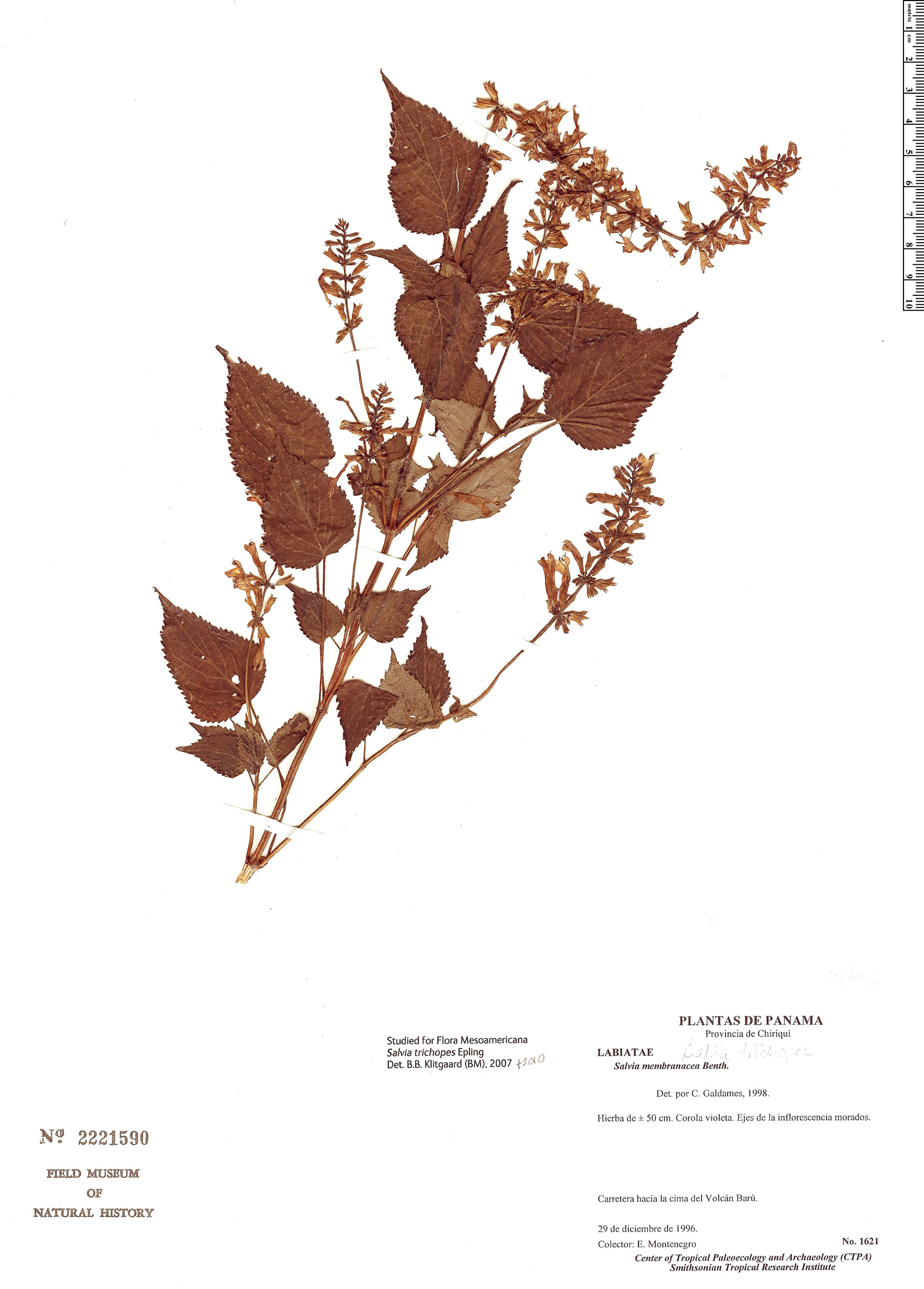 Salvia trichopes image