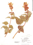 Salvia wagneriana image