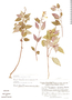 Scutellaria albituba image