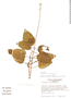 Scutellaria galerita image