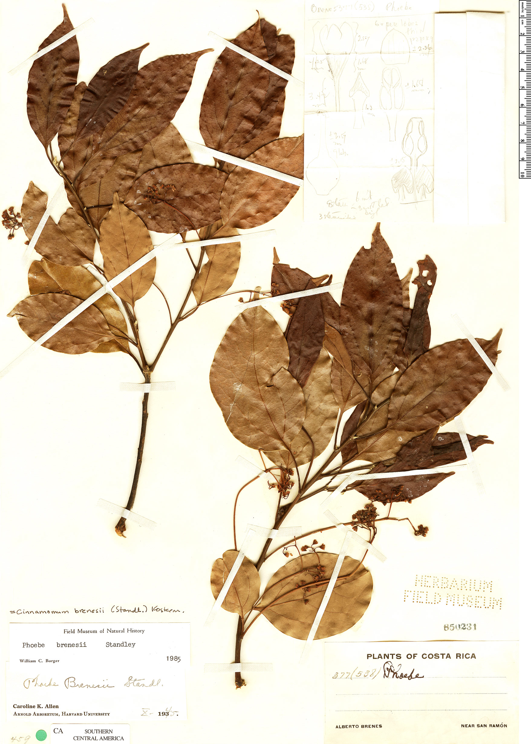 Cinnamomum brenesii image