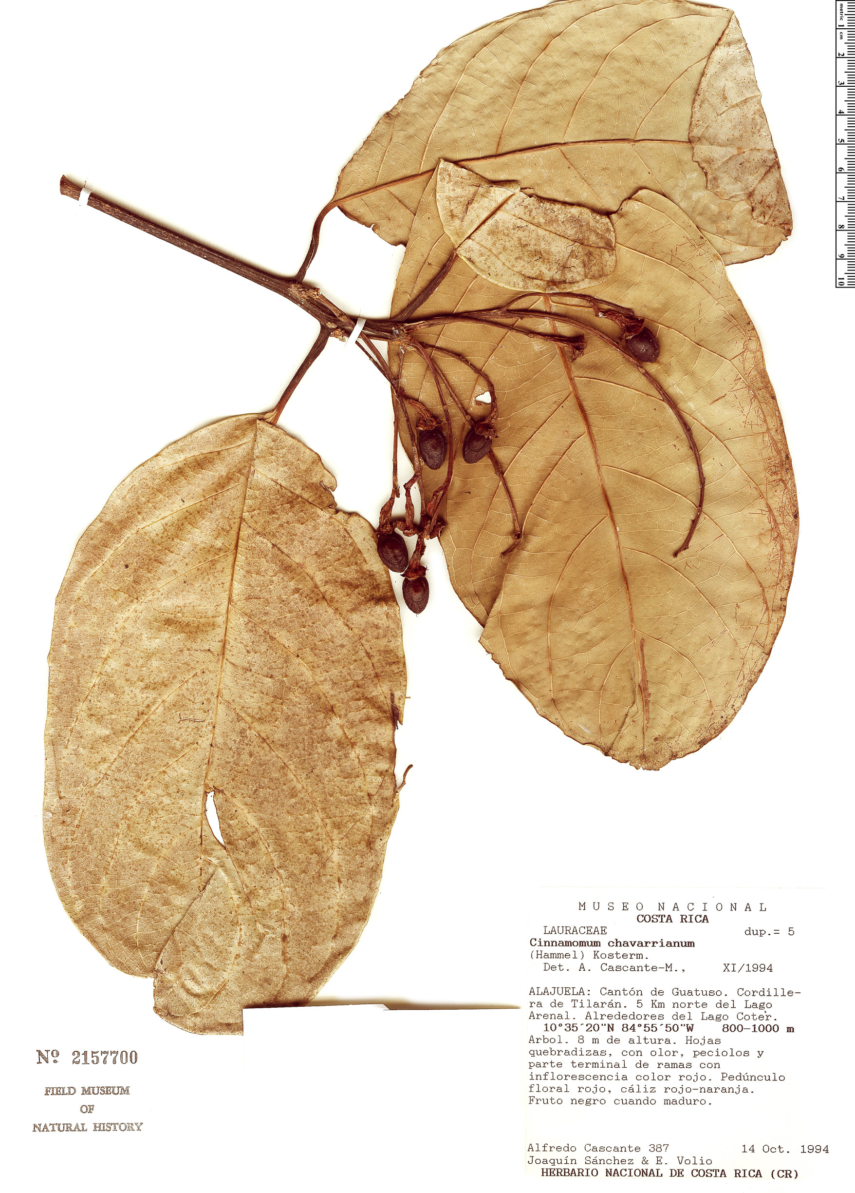 Cinnamomum chavarrianum image