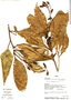 Cinnamomum costaricanum image