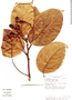 Cinnamomum hammelianum image