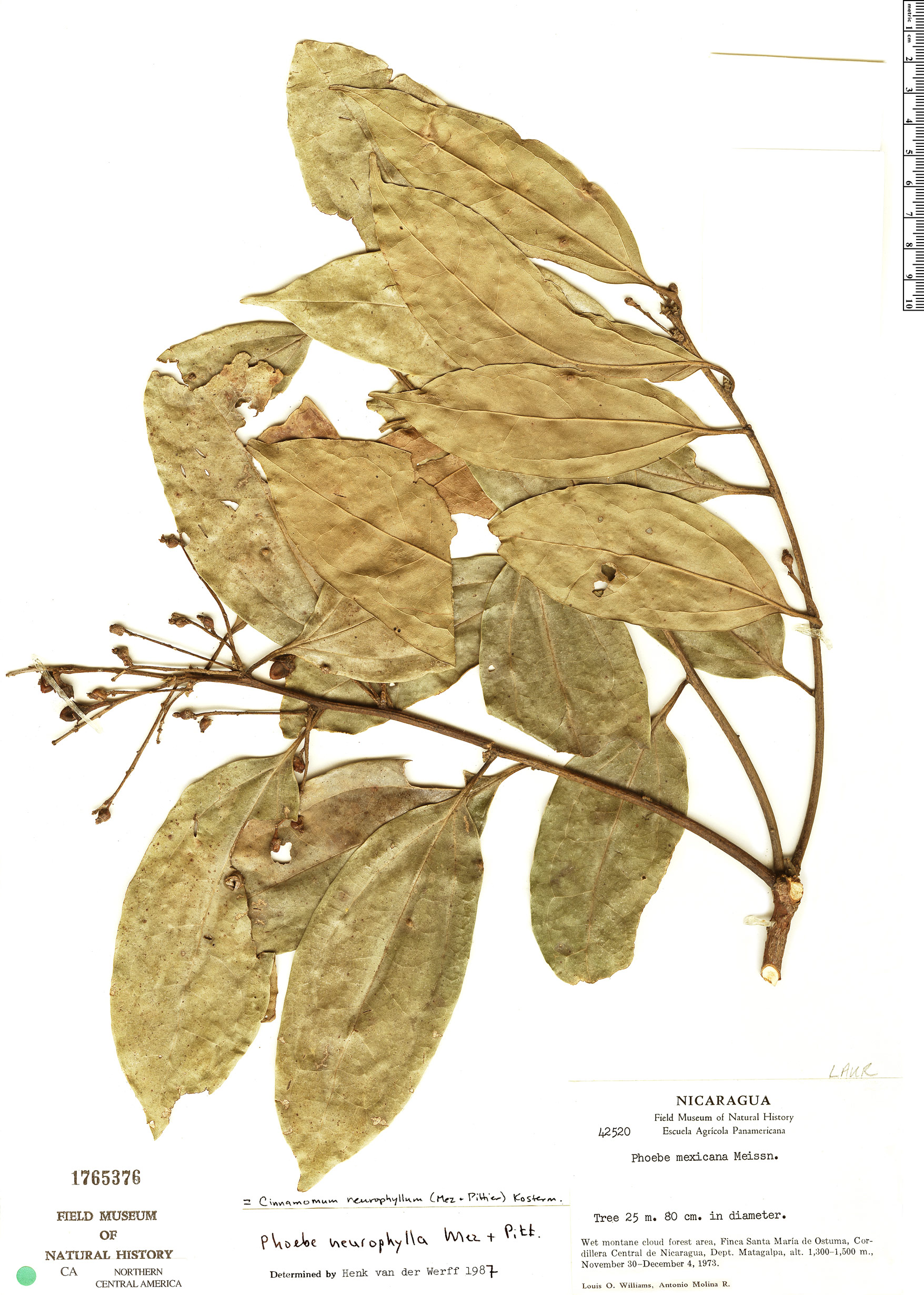 Cinnamomum Neurophyllum Herb Rio Rapid Reference The Field Museum