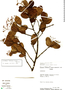 Nectandra bicolor image
