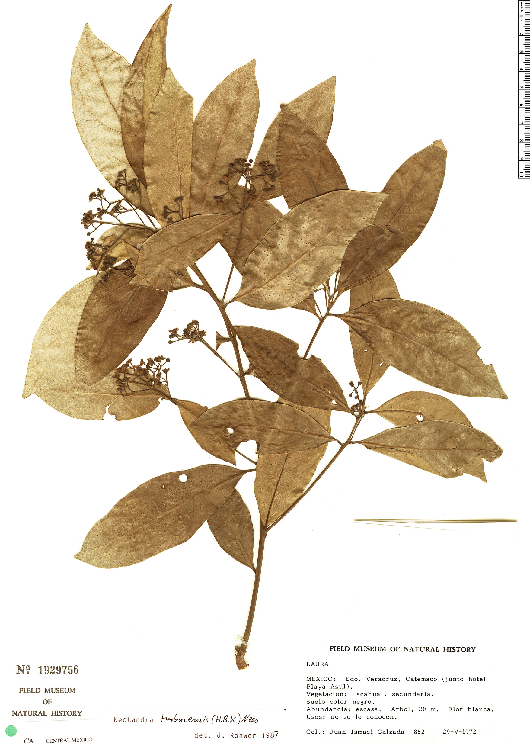 Nectandra turbacensis image