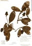 Ocotea pullifolia image