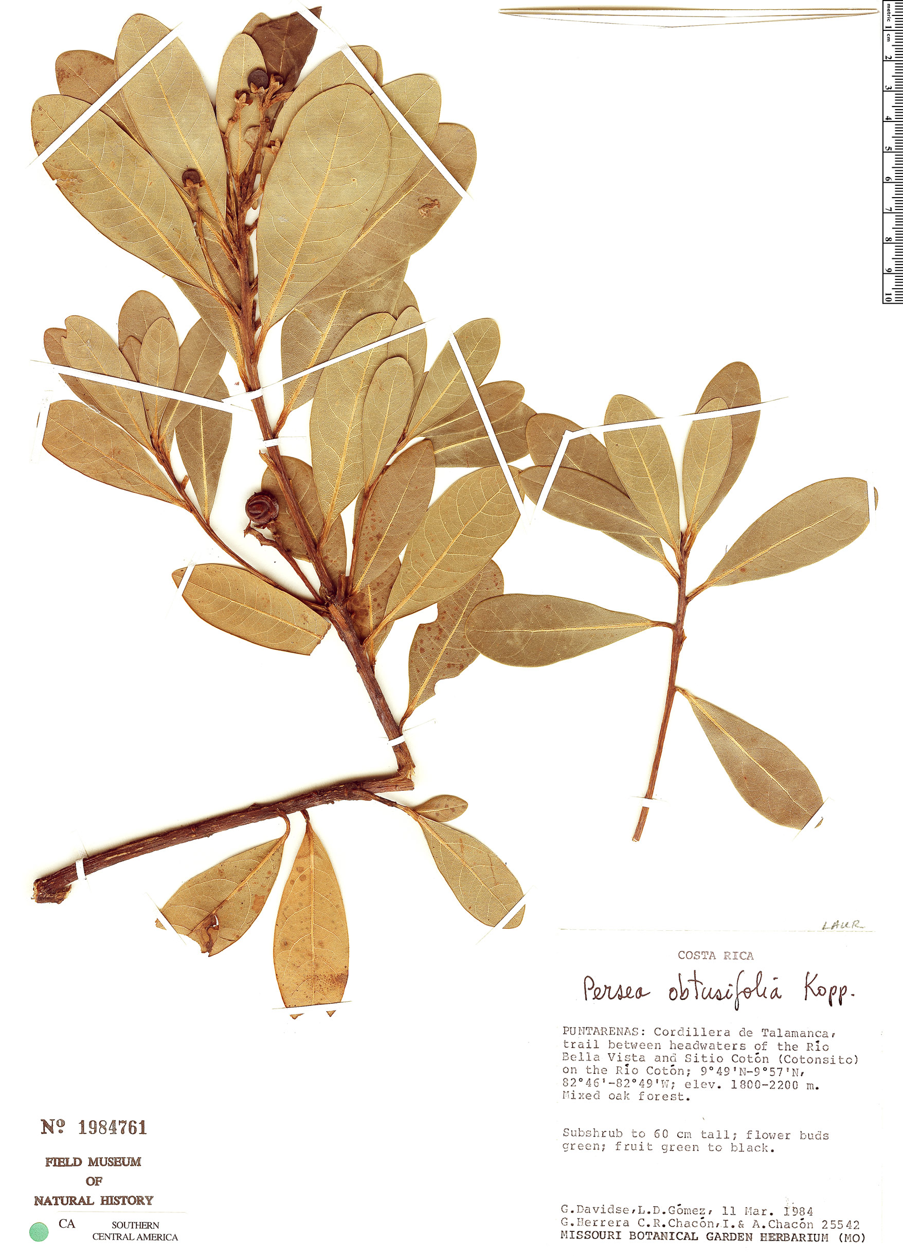 Persea obtusifolia image